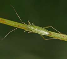 Image of Teratocoris saundersi Douglas & Scott 1869