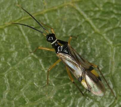 Image of Tupiocoris