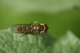 Image of Marmalade hoverfly