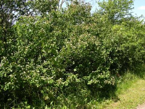 Image of Dogwoods