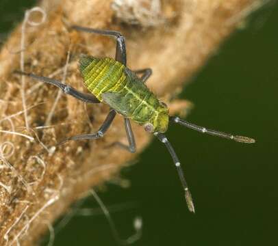 Macrotylus resmi