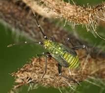 Macrotylus resmi