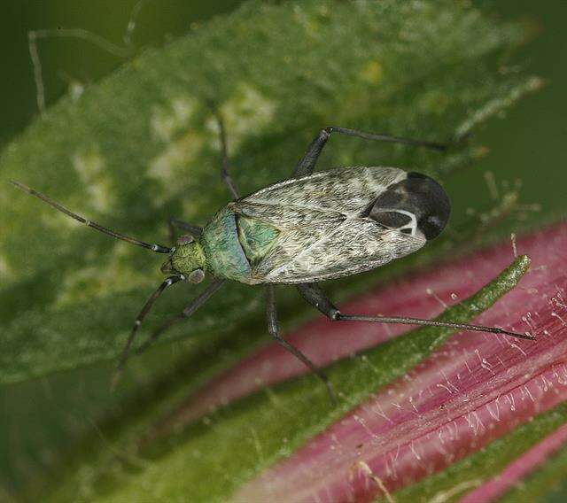 Macrotylus resmi