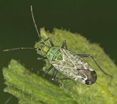 Macrotylus resmi