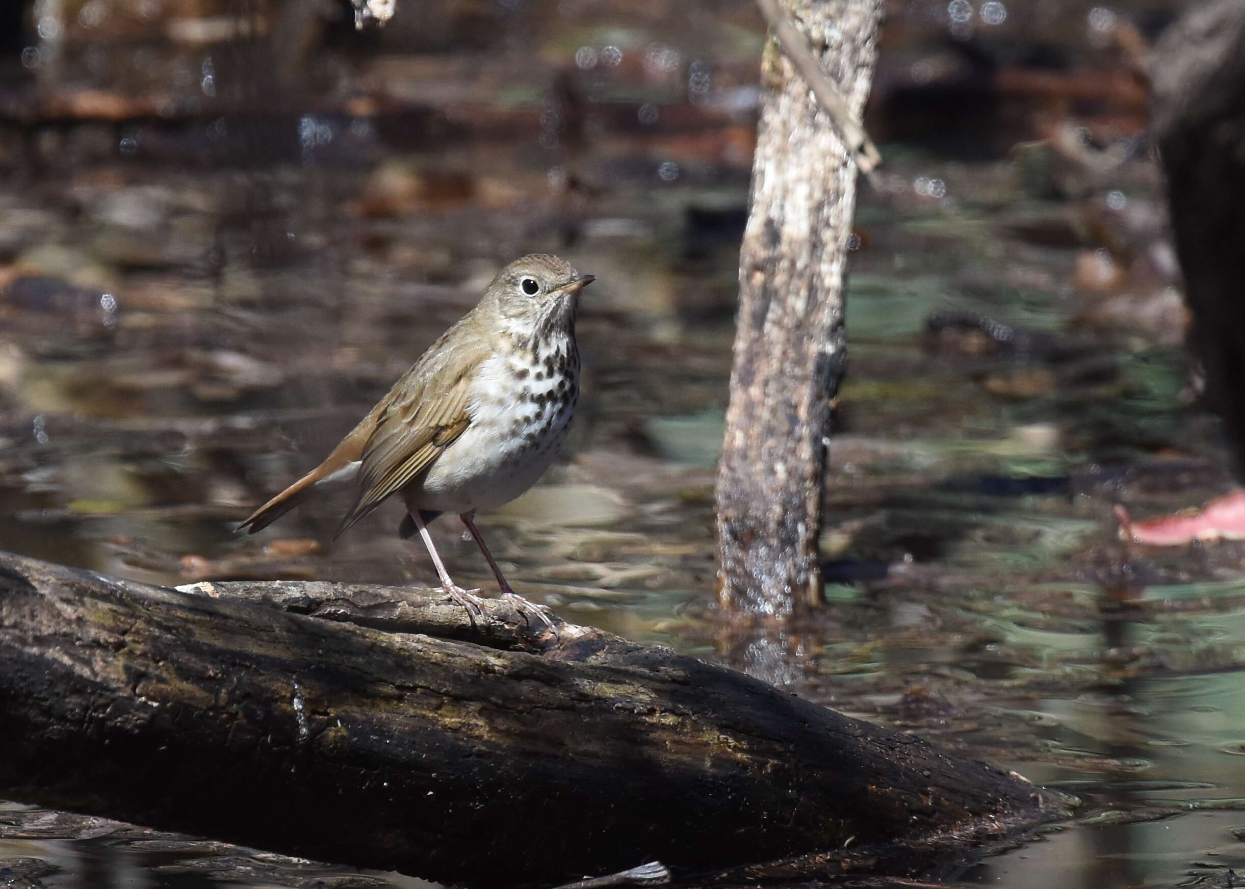 Image of Hermit Thrush