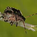 Image of Spined Stink Bug