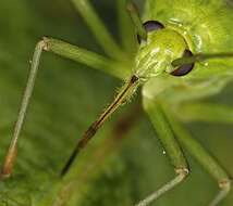 Image de Calocoris