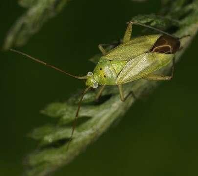 Imagem de Closterotomus norvegicus (Gmelin 1790)