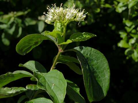 Image of Dogwoods