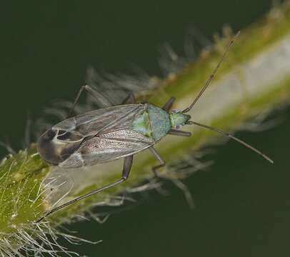 Macrotylus solitarius (Meyer-Dur 1843) resmi