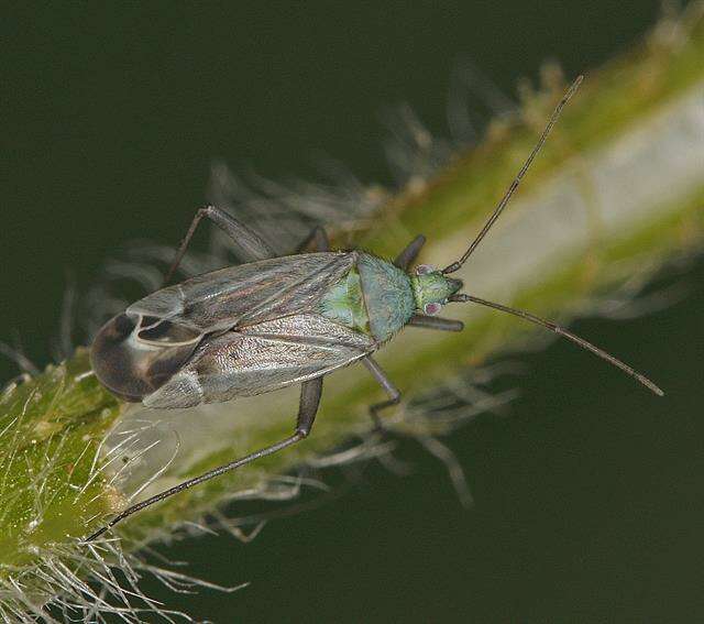 Macrotylus solitarius (Meyer-Dur 1843) resmi