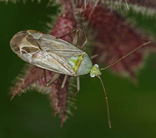 Macrotylus solitarius (Meyer-Dur 1843) resmi