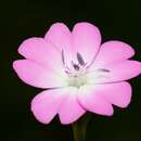 Image of rose silene