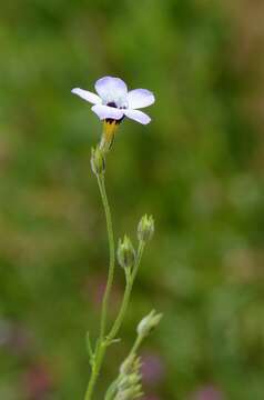 Image of gilia