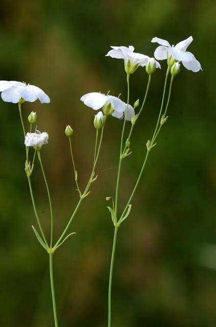 Image of Gypsophila