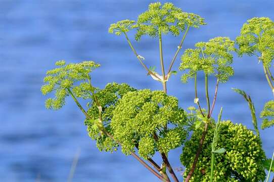 Image of Angelica archangelica subsp. litoralis (Fries) Thell.