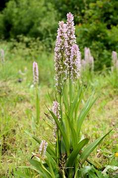 Dactylorhiza incarnata (L.) Soó resmi