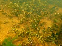 Image of Perfoliate Pondweed