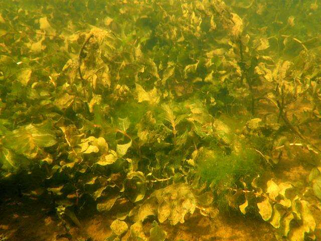 Image of Perfoliate Pondweed