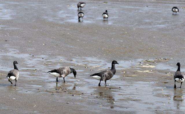 Image of Dark-bellied Brent Goose