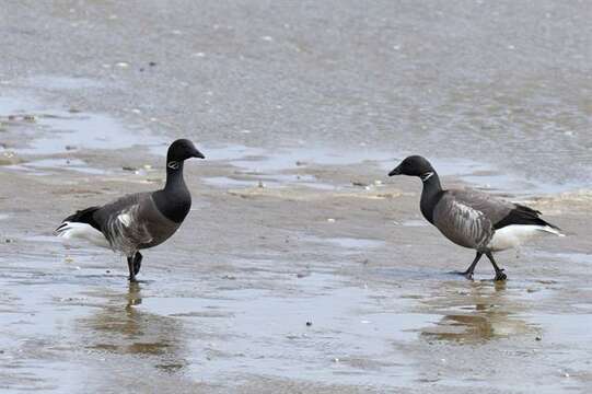 Image of Branta bernicla bernicla (Linnaeus 1758)