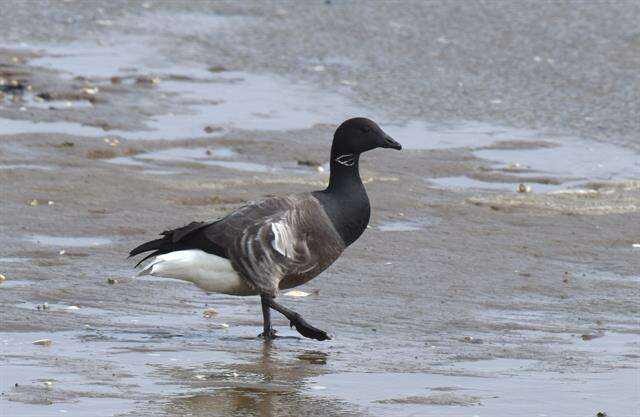 صورة Branta bernicla bernicla (Linnaeus 1758)