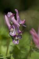 Plancia ëd Corydalis