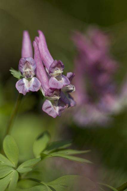 Plancia ëd Corydalis