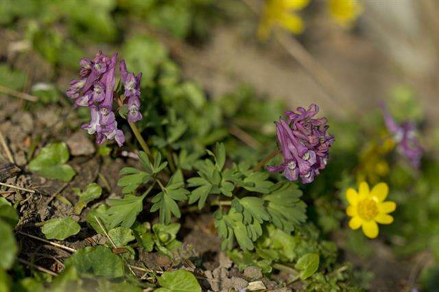 Plancia ëd Corydalis