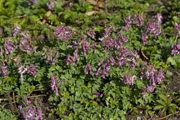 Plancia ëd Corydalis