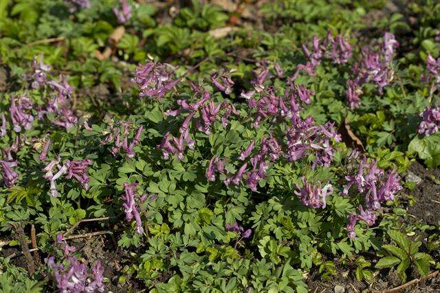 Plancia ëd Corydalis