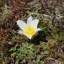Image of Spring Pasque Flower