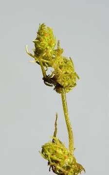 صورة Tolypella glomerata