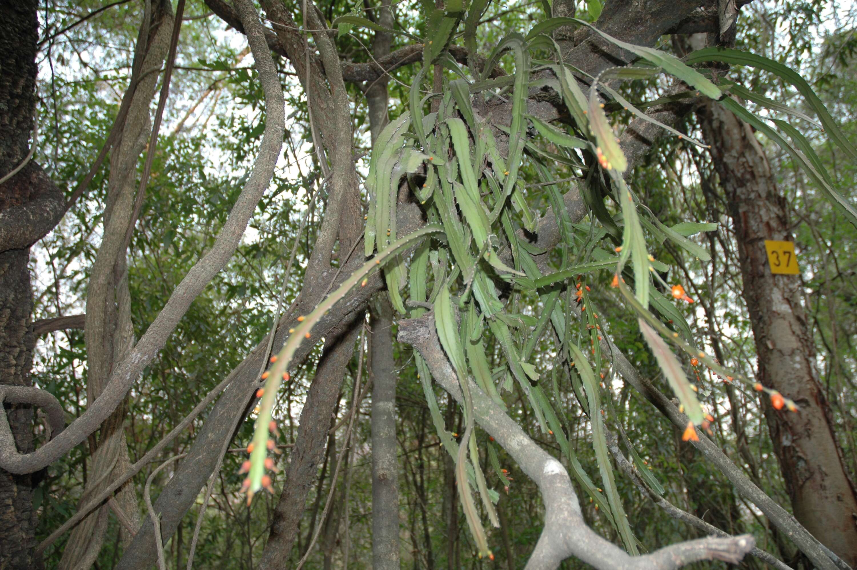 Image of Pfeiffera monacantha (Griseb.) P. V. Heath