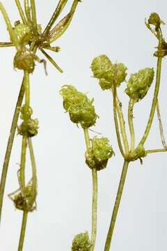 Image of Clustered Stonewort