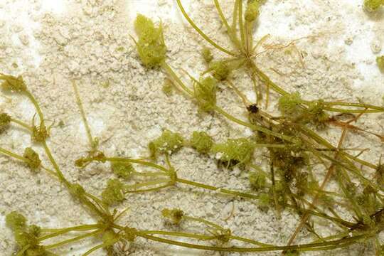 Image of Clustered Stonewort