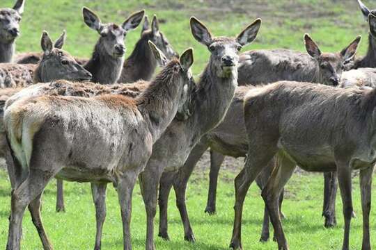 Image of Cervus Linnaeus 1758