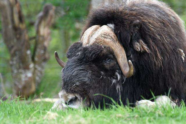 Image of muskox