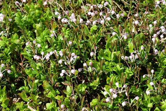 Image of bog rosemary