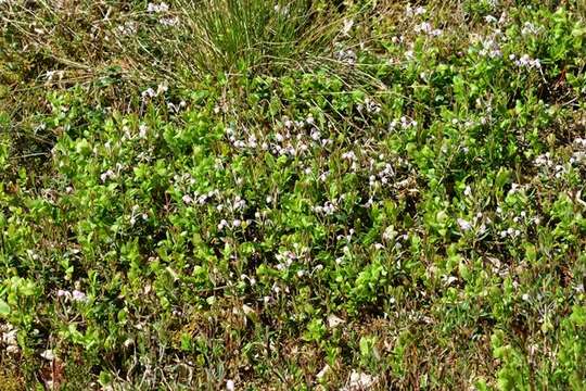 Image of bog rosemary