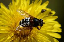 صورة Sericomyia