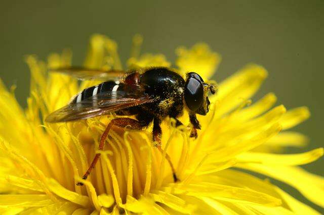 صورة Sericomyia