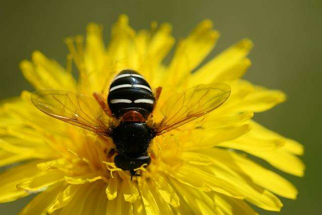 صورة Sericomyia