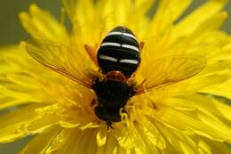 صورة Sericomyia