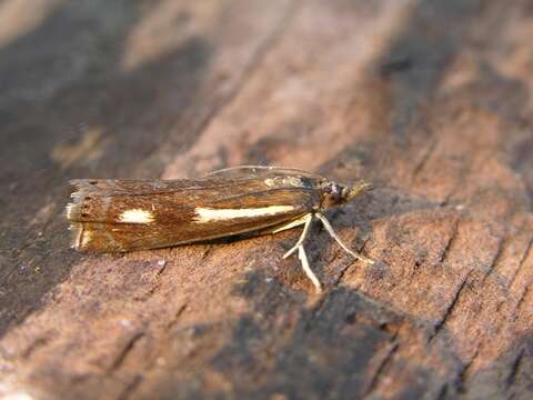 Image of Crambus heringiellus Herrich-Schäffer 1949