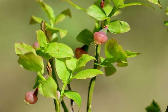 Image of blueberry