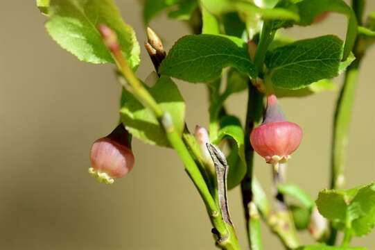 Vaccinium resmi