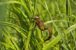 Image of green-eyed hawker