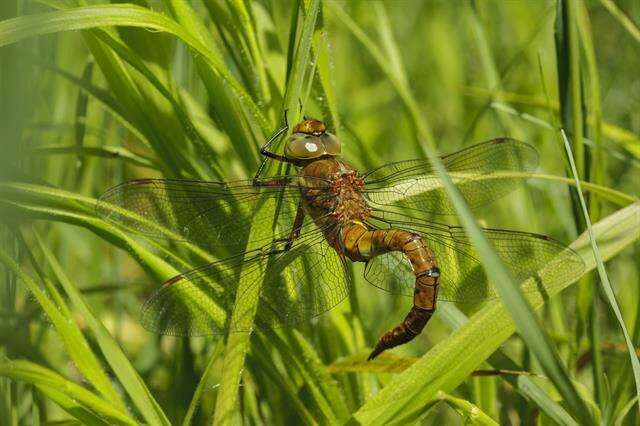 Image of green-eyed hawker