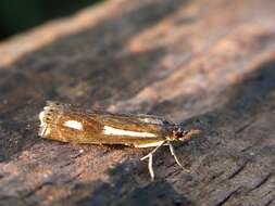 Image of Crambus heringiellus Herrich-Schäffer 1949